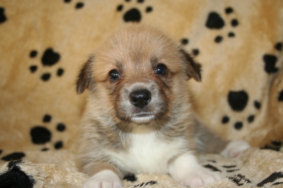 Puppies